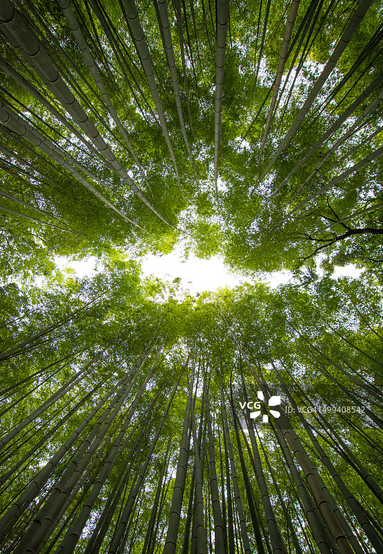 岚山竹林图片素材