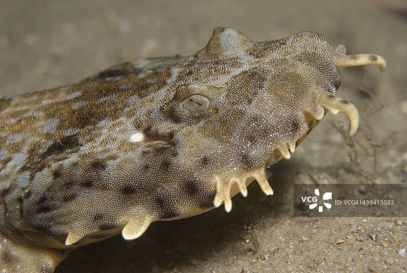 须鲨侧面图片素材