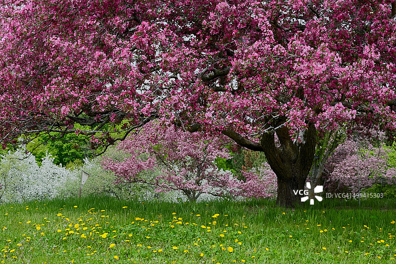 海棠树图片素材