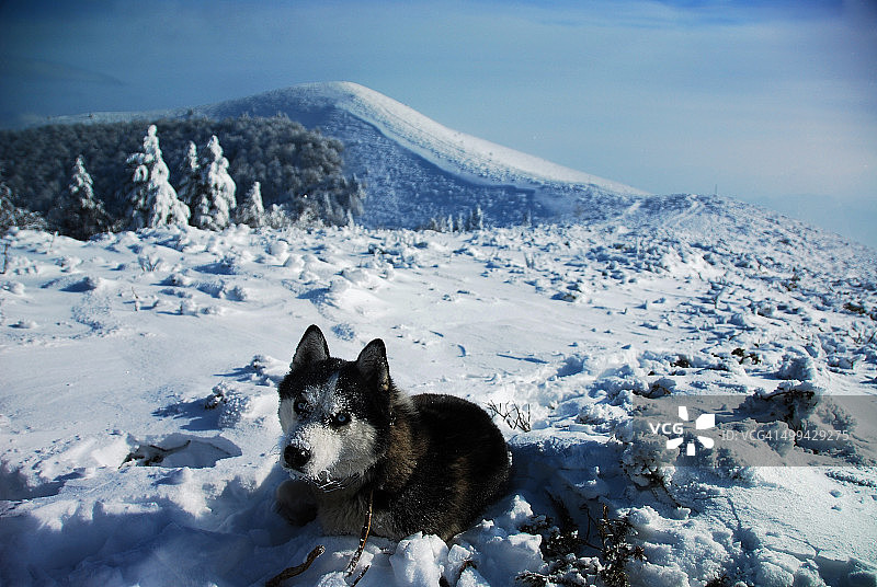 雪山户外中的哈士奇犬图片素材