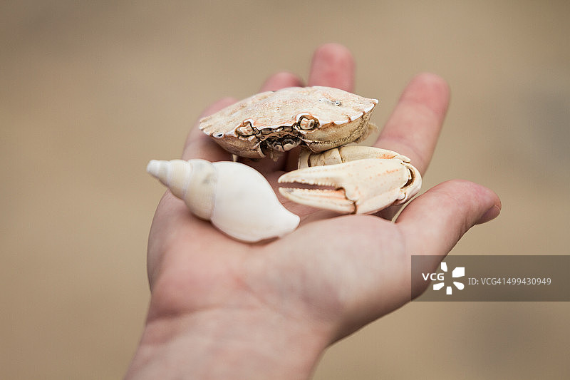 手持死亡的螃蟹残骸图片素材