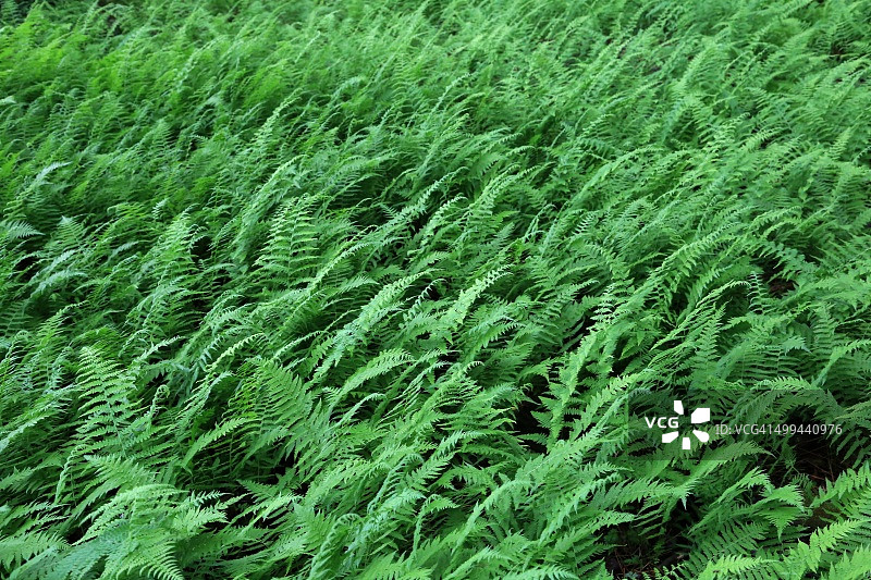 蕨类植物田图片素材
