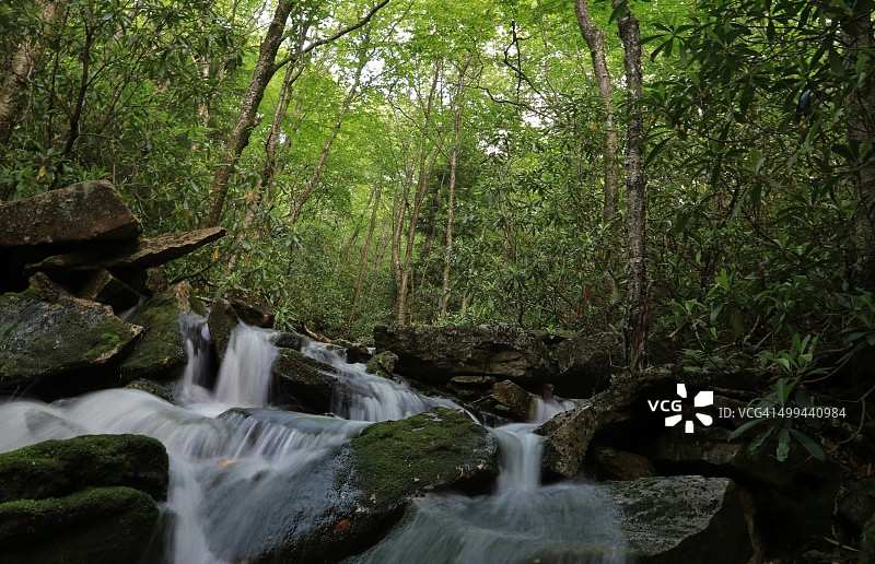 森林中的河流图片素材