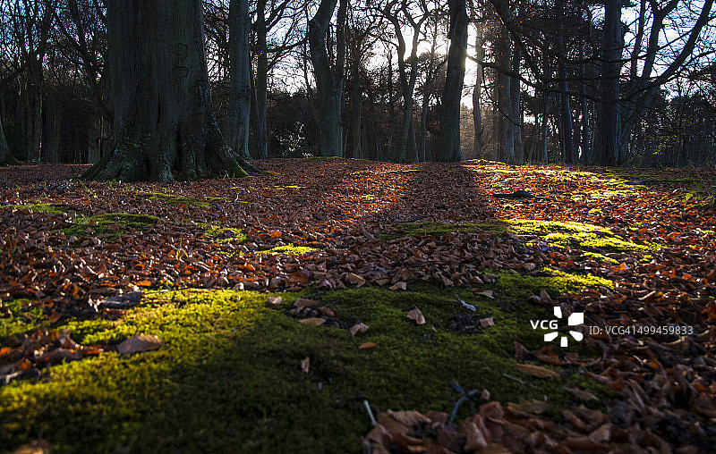 长长的阴影下的秋季森林图片素材