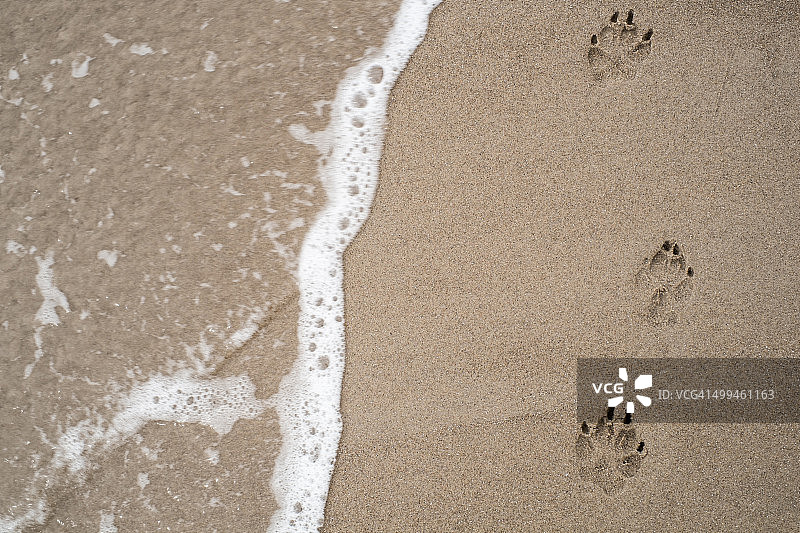 沙滩上狗狗的爪印图片素材