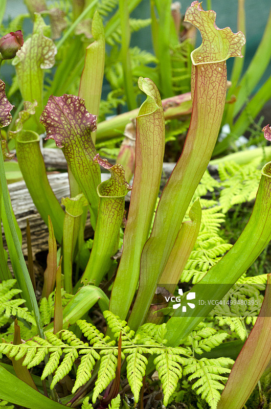 宏观的自然摄影图片素材