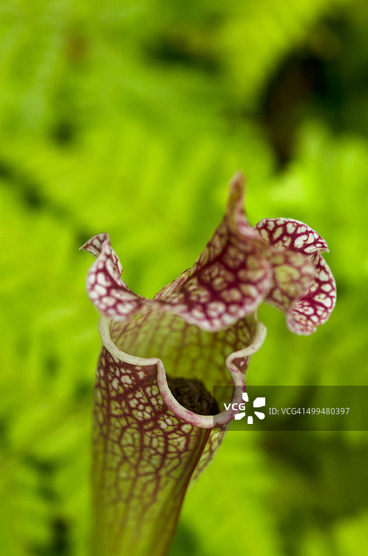 宏观的自然摄影图片素材
