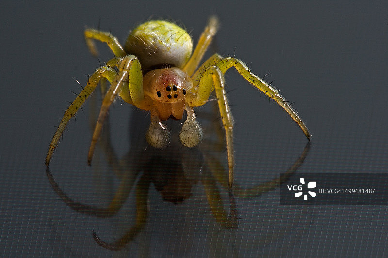 宏观的自然摄影图片素材