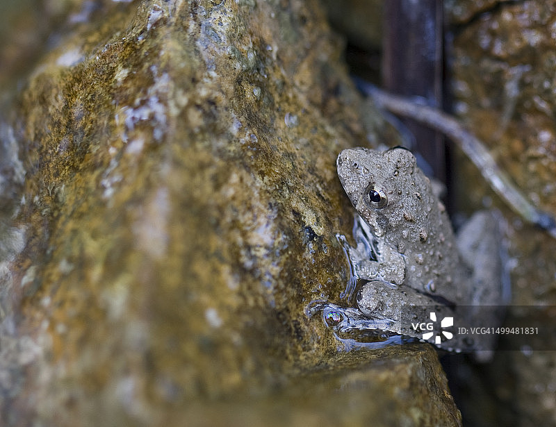 宏观的自然摄影图片素材