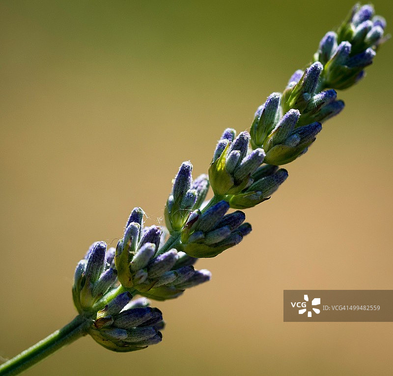 宏观的自然摄影图片素材