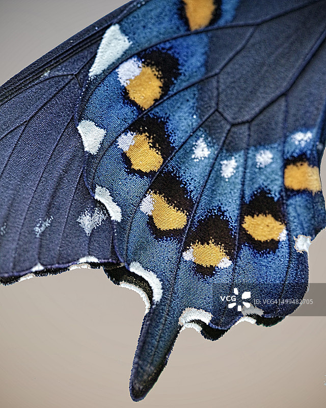 宏观的自然摄影图片素材