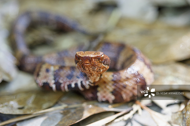 宏观的自然摄影图片素材
