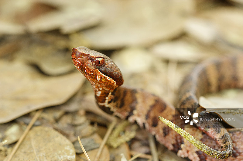 宏观的自然摄影图片素材