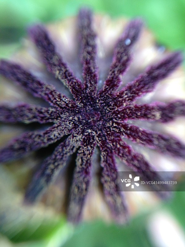 宏观的自然摄影图片素材