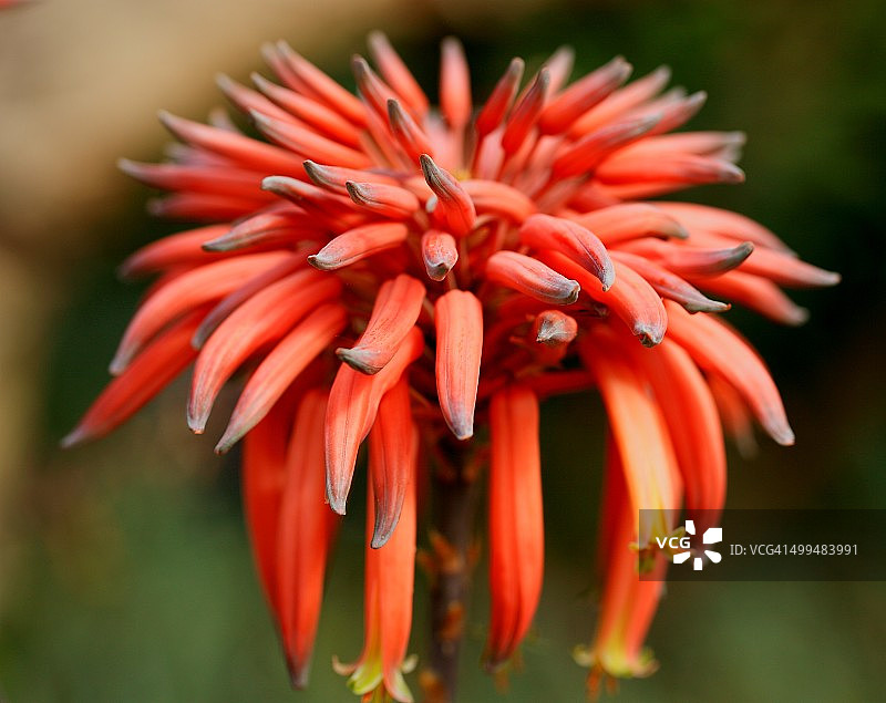 宏观的自然摄影图片素材