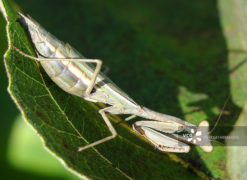 宏观的自然摄影图片素材