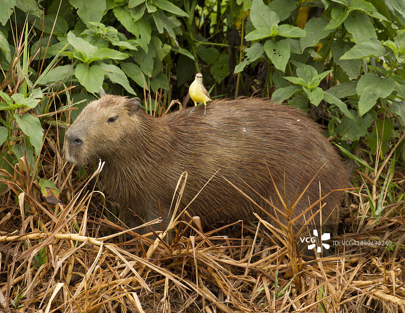 水豚上的暴君图片素材