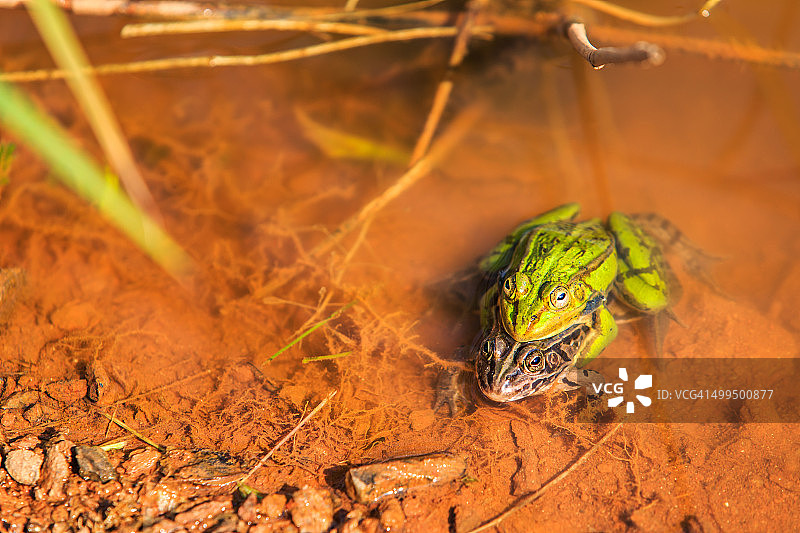 池塘中交配的青蛙图片素材