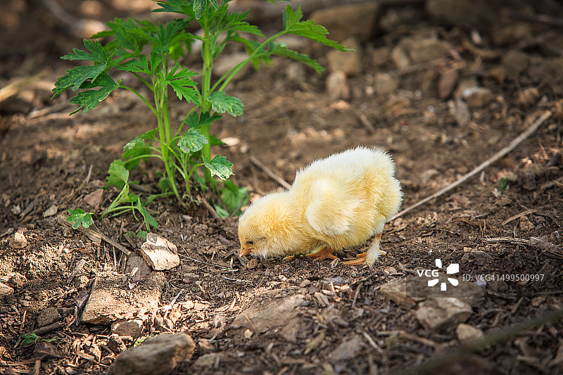 黄色小鸡图片素材