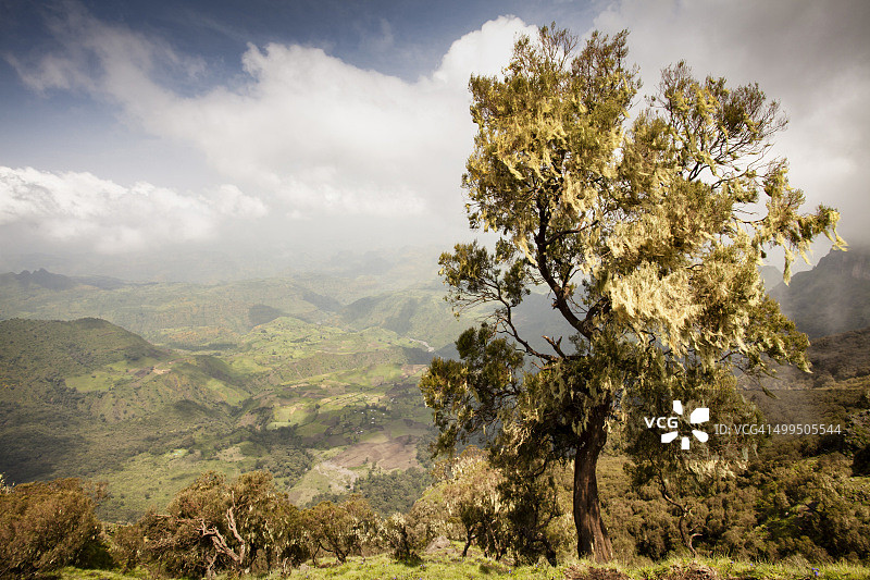 锡缅山上长满地衣的树图片素材