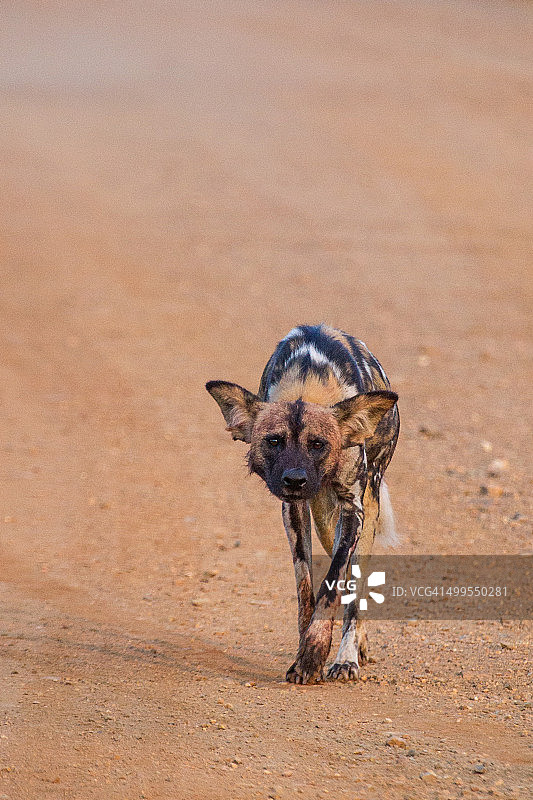孤独的野狗图片素材