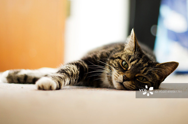 慵懒的猫看向镜头图片素材