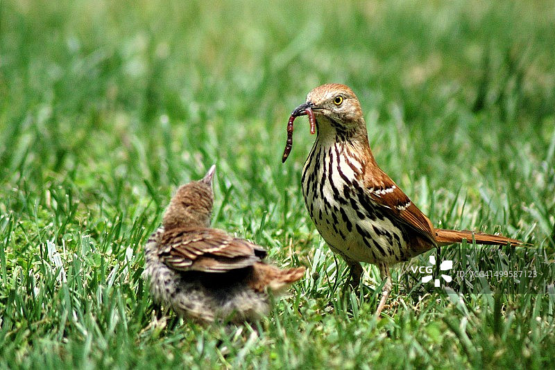 棕色长尾鸫图片素材