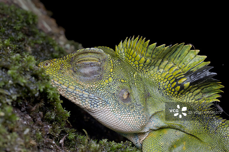 睡着的巨角蜥蜴侧面头部特写图片素材