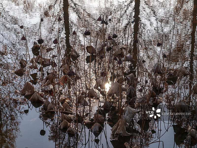 冬日荷塘图片素材