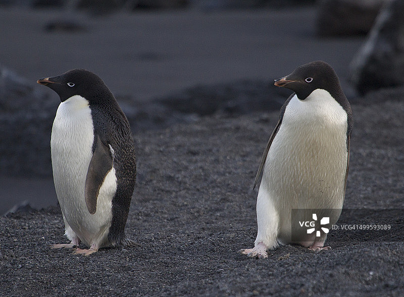 阿德利企鹅偷偷靠近另一只企鹅图片素材