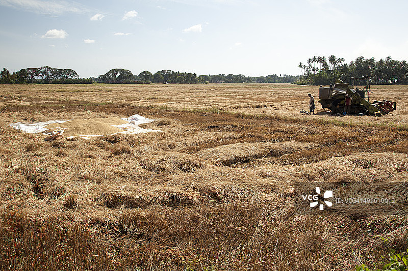 采摘谷物图片素材