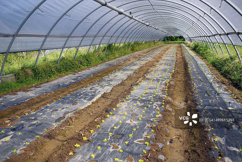 有机蔬菜种植塑料大棚内部景观图片素材
