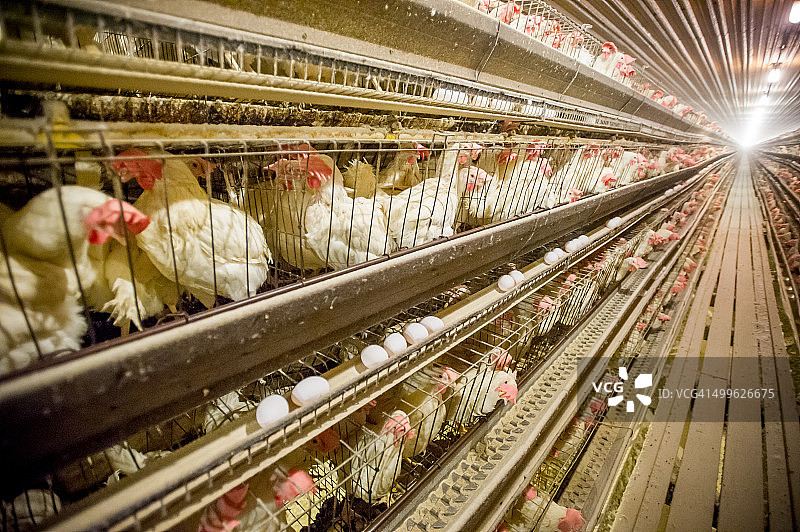 笼养鸡图片素材