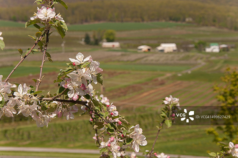 苹果园图片素材