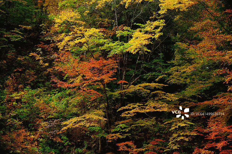 自然壁纸图片素材