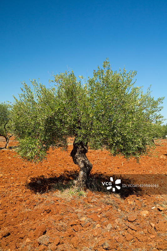龙达的树图片素材