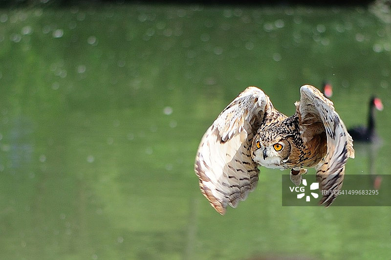 挂川市的雕鸮图片素材