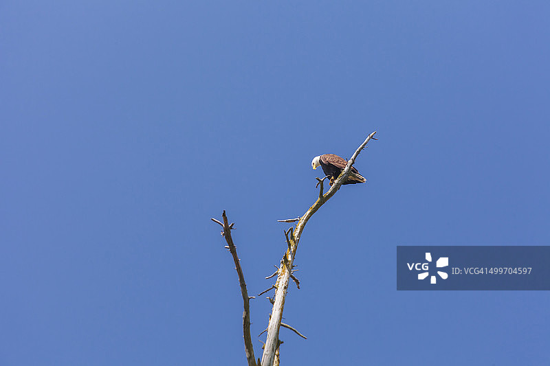 秃鹰栖息在树桩上图片素材