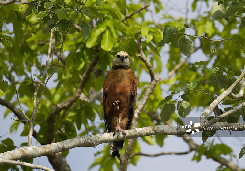 栖息在树上的黑领鹰图片素材