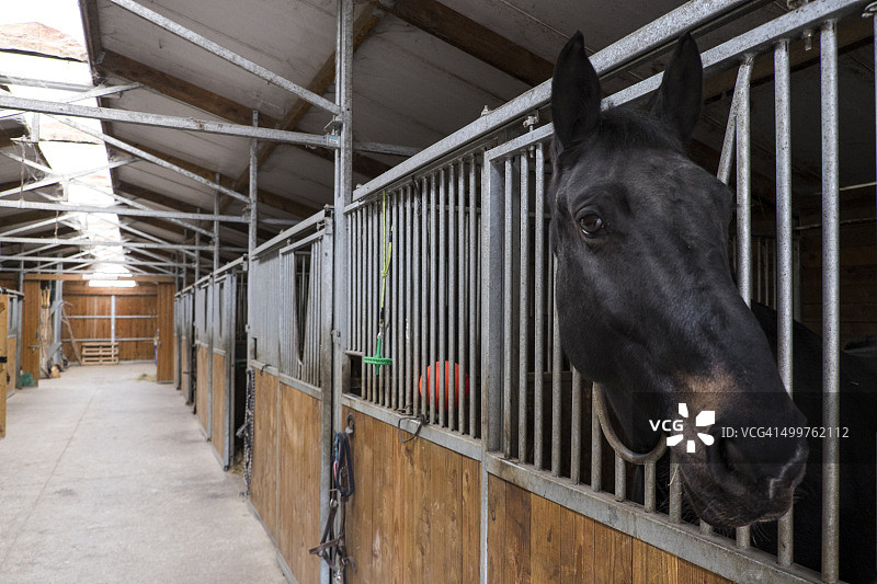 谷仓里的黑马图片素材