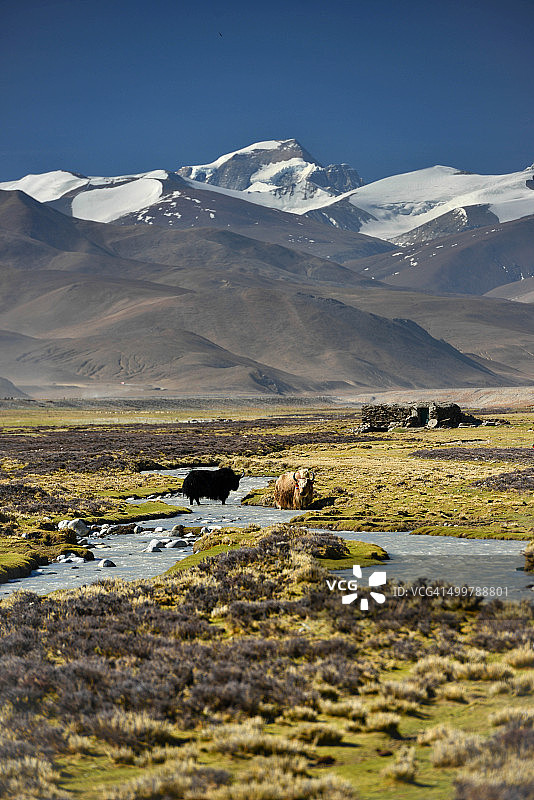 藏族高原上的牦牛群图片素材