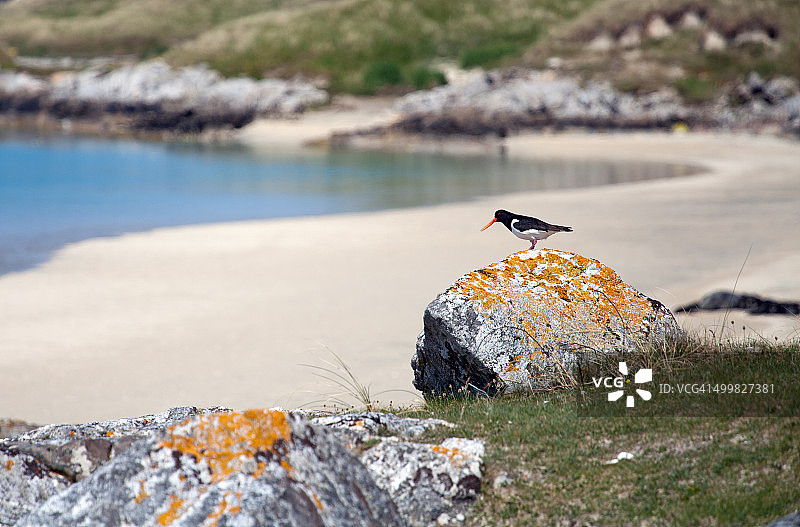 在拉斯肯泰尔海滩岩石上的蛎鹬图片素材