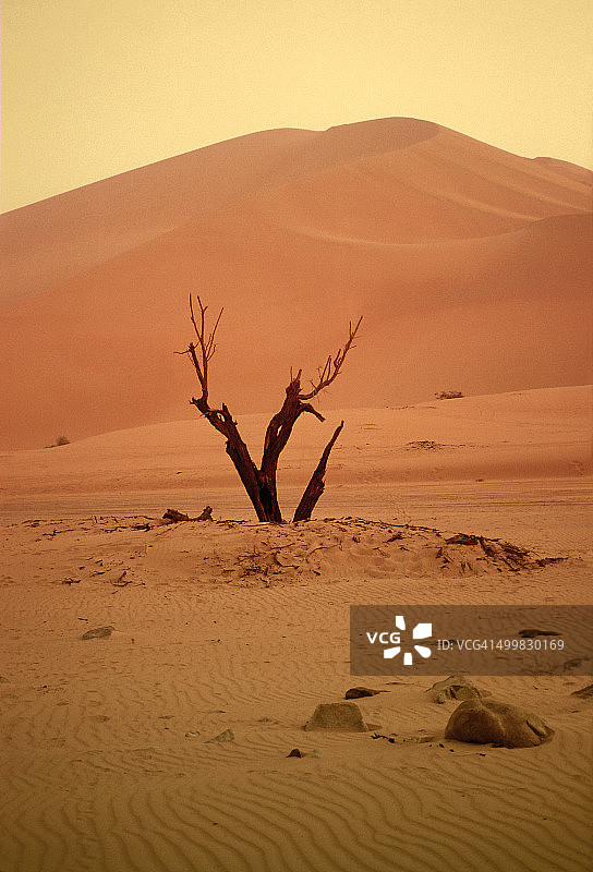 阿拉考的干燥树木图片素材