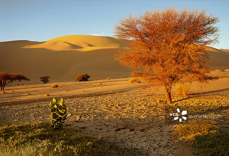 特梅特植被图片素材