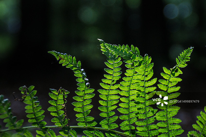 蕨类植物图片素材
