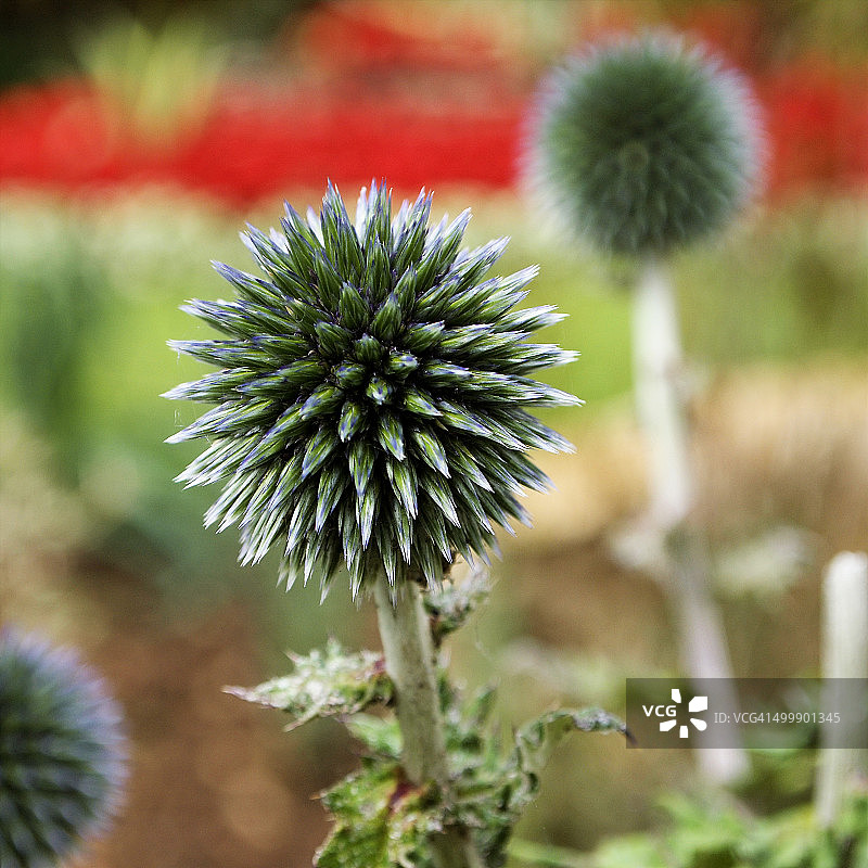 蓝刺头图片素材
