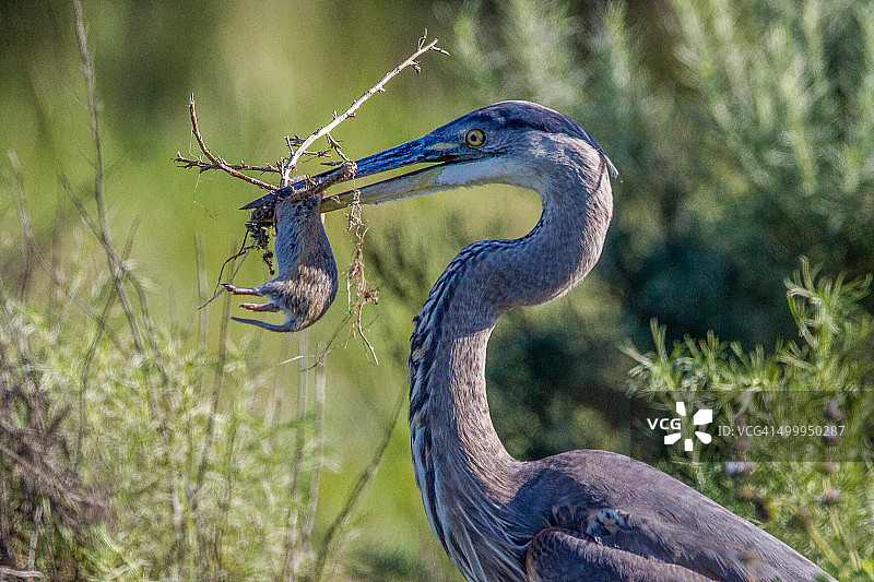 大蓝鹭捕获地鼠图片素材