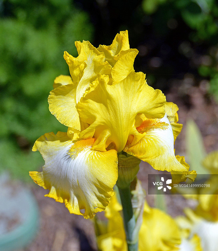 黄色鸢尾花盛开图片素材