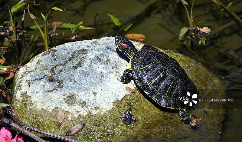 红耳滑龟在阳光下图片素材