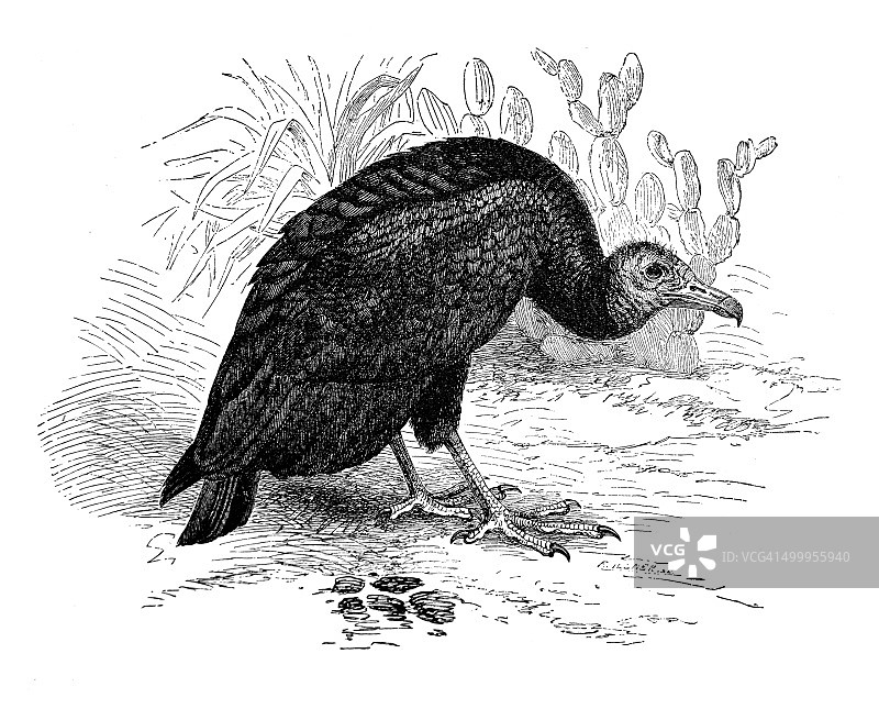 黑秃鹰图片素材